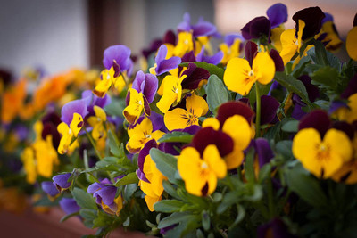 CYBEXIS Pansy Flower Seeds Packs Seed(1 g)