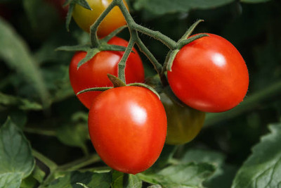Kritanjali Creations tomato Seed(90 per packet)