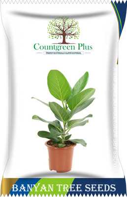 Countgreen Plus Banyan (Bargad) Tree Seed(100 per packet)
