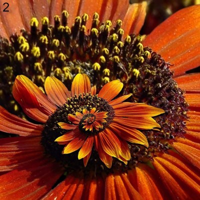 CYBEXIS LXI-73 - Hybrid Orange Chrysanthemum - (270 Seeds) Seed(270 per packet)