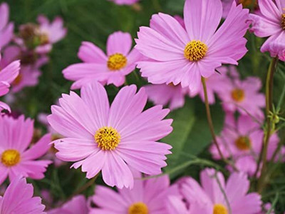 Aywal Cosmos Mixed Winter Flower Seed(10 per packet)