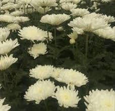 KANAYA Hybrid Seeds Chrysanthemum, Guldaudi Flower Seed(70 per packet)