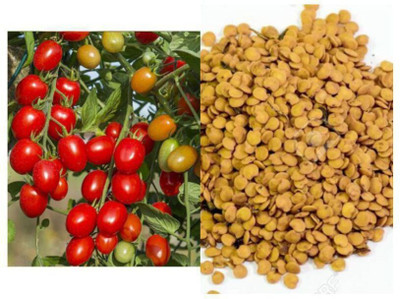 Pbevergreen Fresh Tamato Vegetable Hybrid Quality Seed(20 per packet)