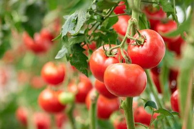 Adharvya tomato Seed(150 per packet)