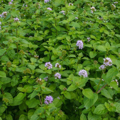 Qualtivate ICRA-9A Water Mint Seeds Seed(200 per packet)