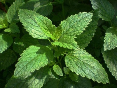 CYBEXIS GBPUT-27 - Melissa Herbs Lemon Balm - (750 Seeds) Seed(750 per packet)