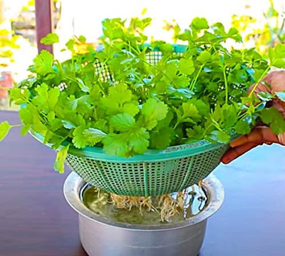 LPT HARA DHANIYA Seed(200 per packet)