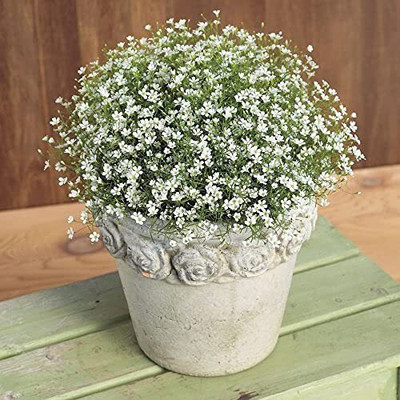 Aywal Gypsophila Gypsy Deep Rose Flower Seed(4 g)