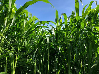 ibains Grass seeds for cow Seed(50 per packet)