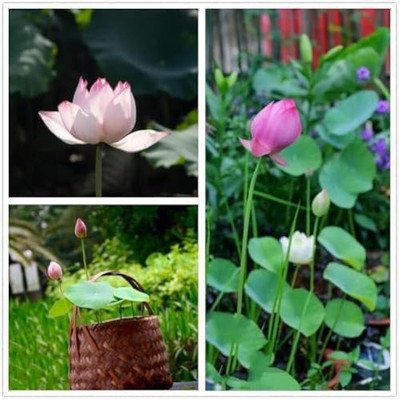 ibains Pink and white lotus seeds Seed(8 per packet)