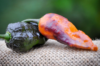 Biosnyg Non GMO Black Panther Hot Pepper Vegetable Seeds For Planting-(4000 Seeds) Seed(4000 per packet)