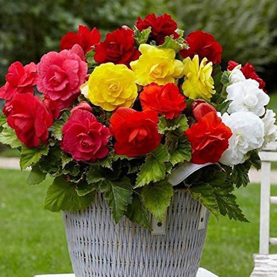 CYBEXIS VXI-87 - Begonia Large-Flowered Mix - Organic - (270 Seeds) Seed(270 per packet)