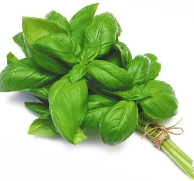 XEFRA BASIL ITALIAN Seed(70 per packet)