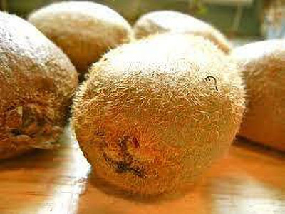XOLDAA KIWI FRUIT SEEDS HYBRID F1 QUALITY Seed(104 per packet)
