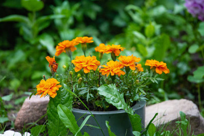 ADVAIT ABEER marigold/gende ka phool flower seeds Seed(50 per packet)