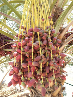 Aywal Date palm/khajur Seed(20 per packet)