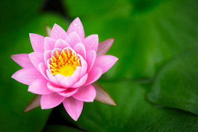 KRITHARTH Lotus Seed(11 per packet)