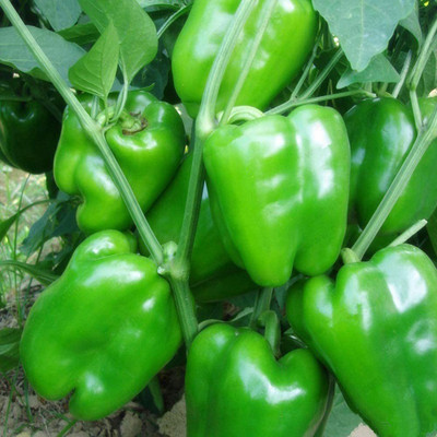 CYBEXIS Sweet Capsicum Green Pepper Seeds Delicious Chili2400 Seeds Seed(2400 per packet)