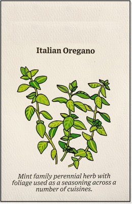 CYBEXIS VXI-87 - Italian Oregano - Wild Marjoram - (150 Seeds) Seed(150 per packet)