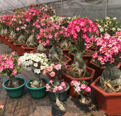Qualtivate VVI-501 Desert Rose Mixed Colours Seed(30 per packet)