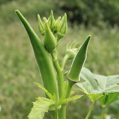 WILLVINE Velvet Okra Heirloom NonGMO-[100 Seeds] Seed(100 per packet)