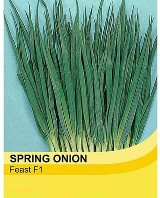 WILLVINE Spring Onion 'Feast' F1 Hybrid Bunching Scallion Hardy-[5000 Seeds] Seed(5000 per packet)