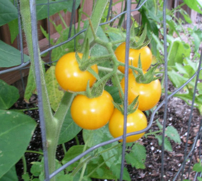 WILLVINE Hybrid Yellow Tomato Seeds [10g, 3000 Seeds] Seed(3000 per packet)