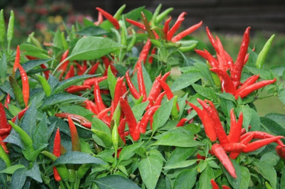 WILLVINE Hybrid Pusa Chilli/Mirch Seeds-[3000 Seeds] Seed(3000 per packet)