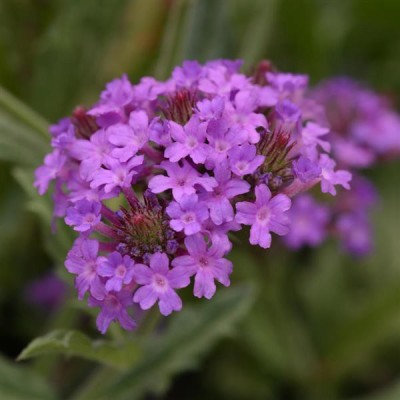 CYBEXIS Verbena rigida, Santos Purple100 Seeds Seed(100 per packet)