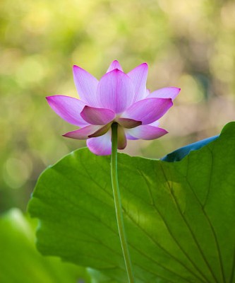 Quentova lotus,kamal gatta Seed(10 per packet)