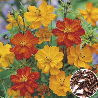 Greenfall Cosmos Flower Seeds - 36 Pack - Mixed Colors Seed(30 per packet)