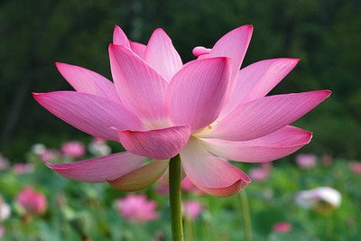 CALYXSEEDS lotus,kamal gatta Seed(10 per packet)