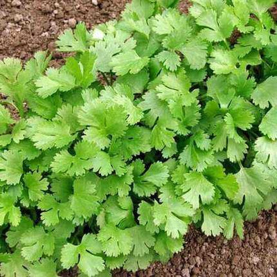 SEMINA VITA coriander seeds dhania seeds Seed(118 per packet)