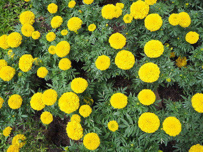 APERA marigold/gende ka phool flower seeds Seed(50 per packet)