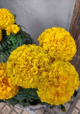 GREENZ marigold/gende ka phool flower seeds Seed(75 per packet)
