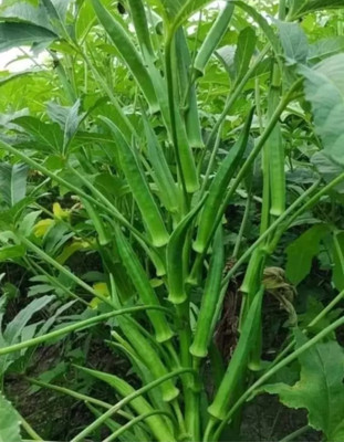 HYBRID 250g, hybrid bhindi/okra seeds highest yield Verity early fruiting dark green Seed(250 g)