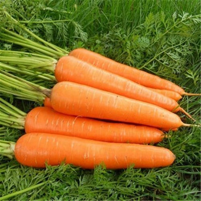 Quentova Orange Carrot विलायती गाजर-4T-VOX Seed(300 per packet)