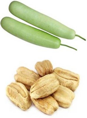 Pbevergreen NA Seed(15 per packet)