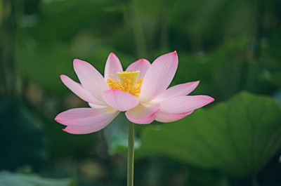 RUKDA lotus,kamal gatta Seed(10 per packet)