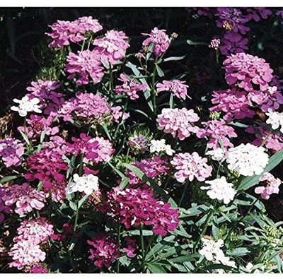 Aywal Globe Candytuft Seeds - Beautiful Fresh Cut Seed(80 per packet)