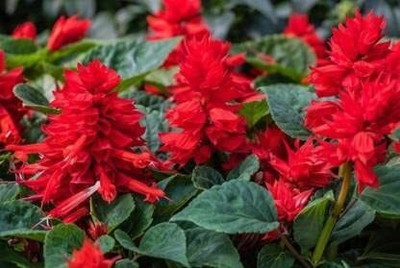 Lorvox Salvia F1 Hybrid Mixed Seed(140 per packet)