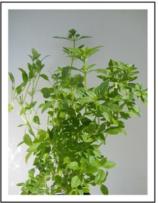 WILLVINE KGF -19 Fino Verde Little-Leafed Basil Seed(1000 per packet)