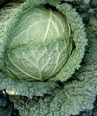 KNESSiN Cabbage Savoy Serpentine Seed(1250 per packet)