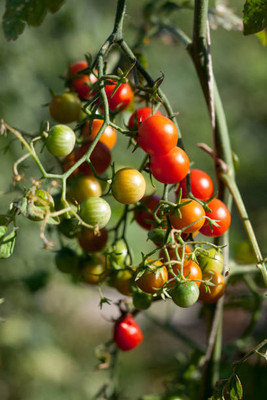 UGRA tomato Seed(130 per packet)