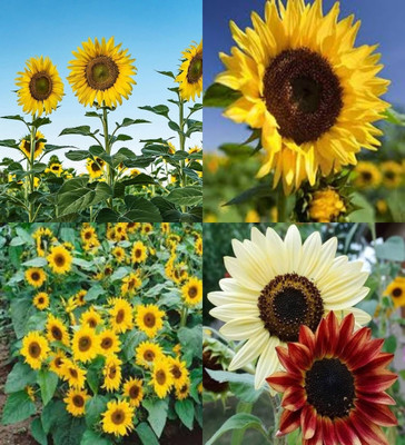ibains Sunflower seeds for planting dwarf beez 37 Seed(37 per packet)