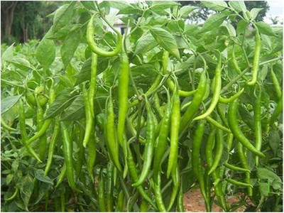 WILLVINE F1 Hybrid Chilli Seeds-[1500 Seeds] Seed(1500 per packet)