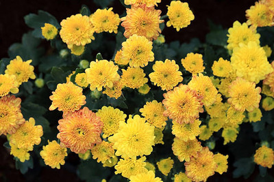 Asha Enterprises marigold/gende ka phool flower seeds Seed(75 per packet)
