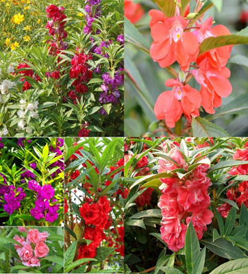 ibains Balsam mix flower seeds hybrid beez 76 Seed(76 per packet)