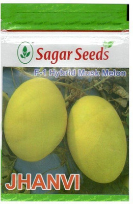 Pbevergreen muskmelon Seed(20 per packet)