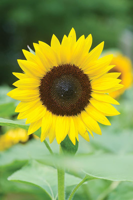 CYBEXIS VXI-2 - Jua Maya Hybrid Sunflower - (150 Seeds) Seed(150 per packet)
